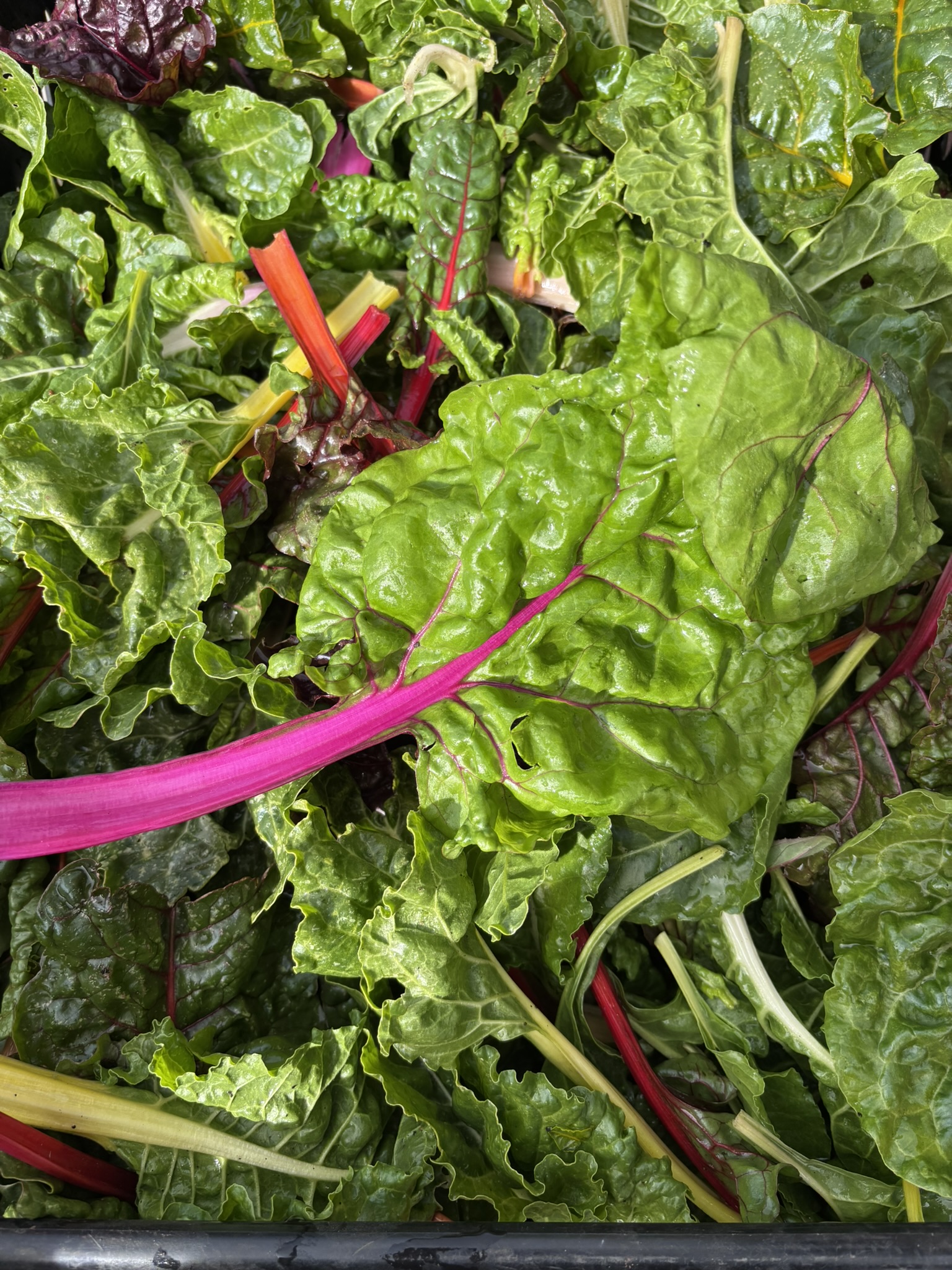 Weekly Veg Box – Fresh, Seasonal, Grown Here - Image 7