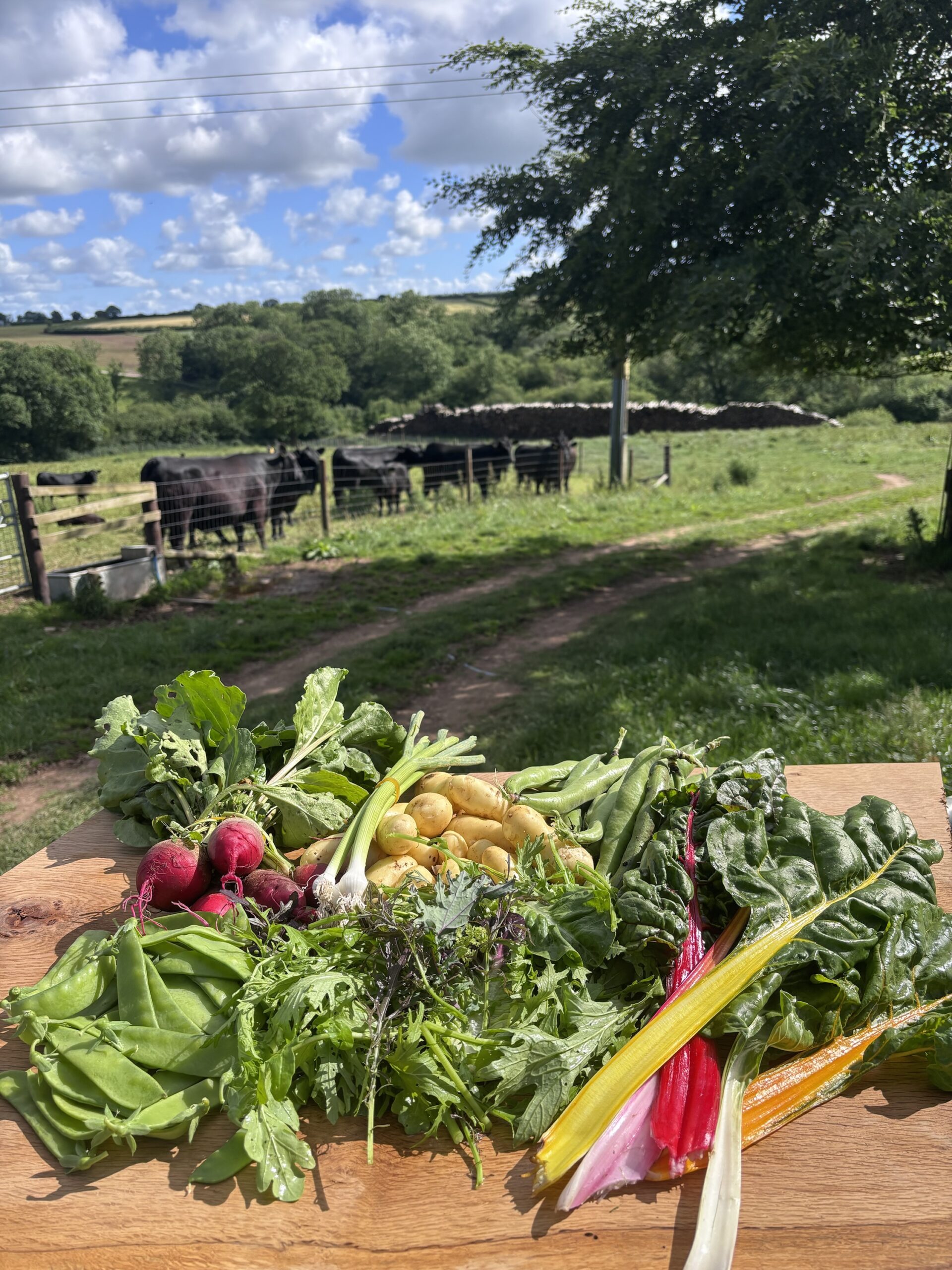 Weekly Veg Box – Fresh, Seasonal, Grown Here - Image 4