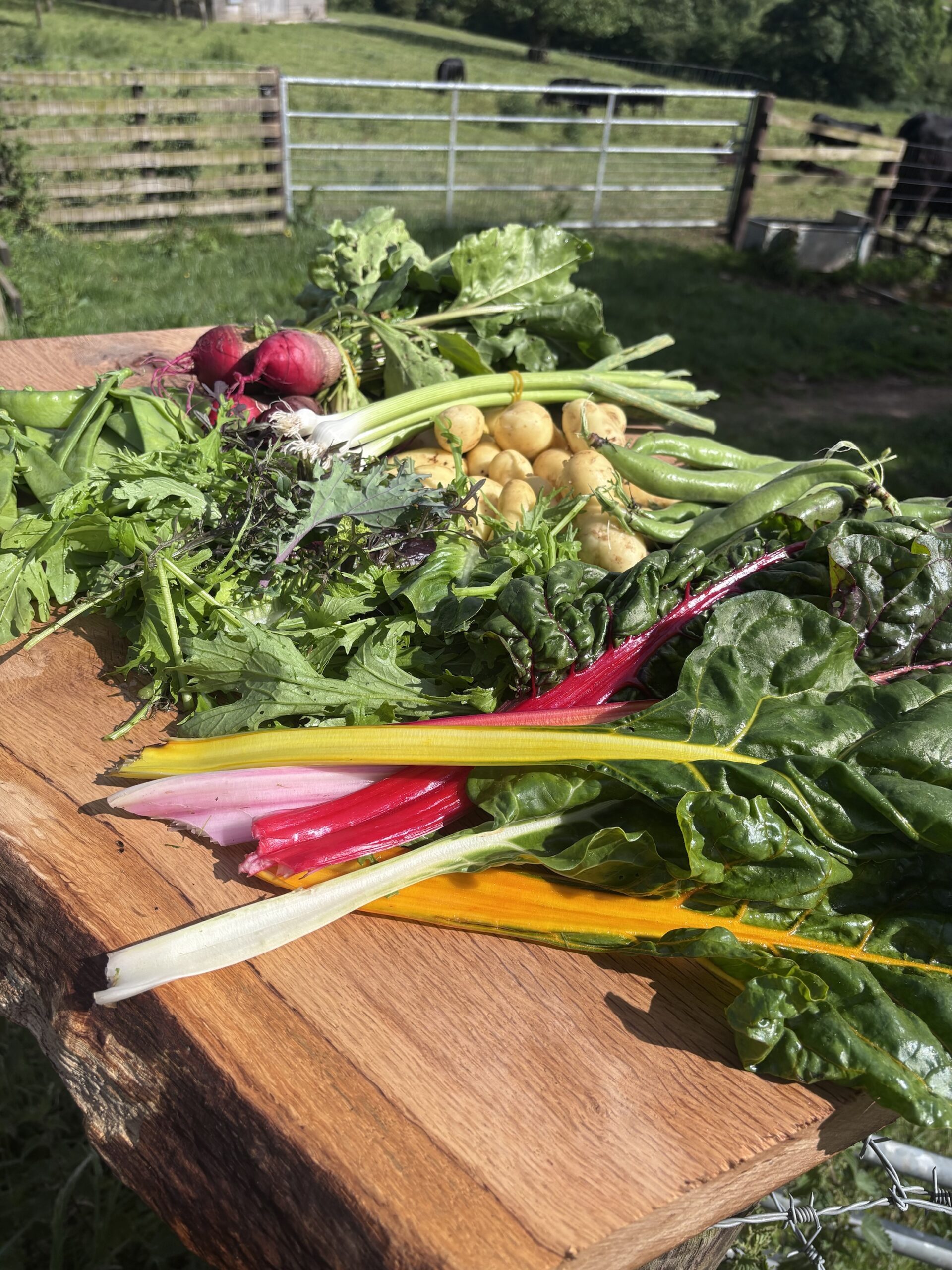Weekly Veg Box – Fresh, Seasonal, Grown Here