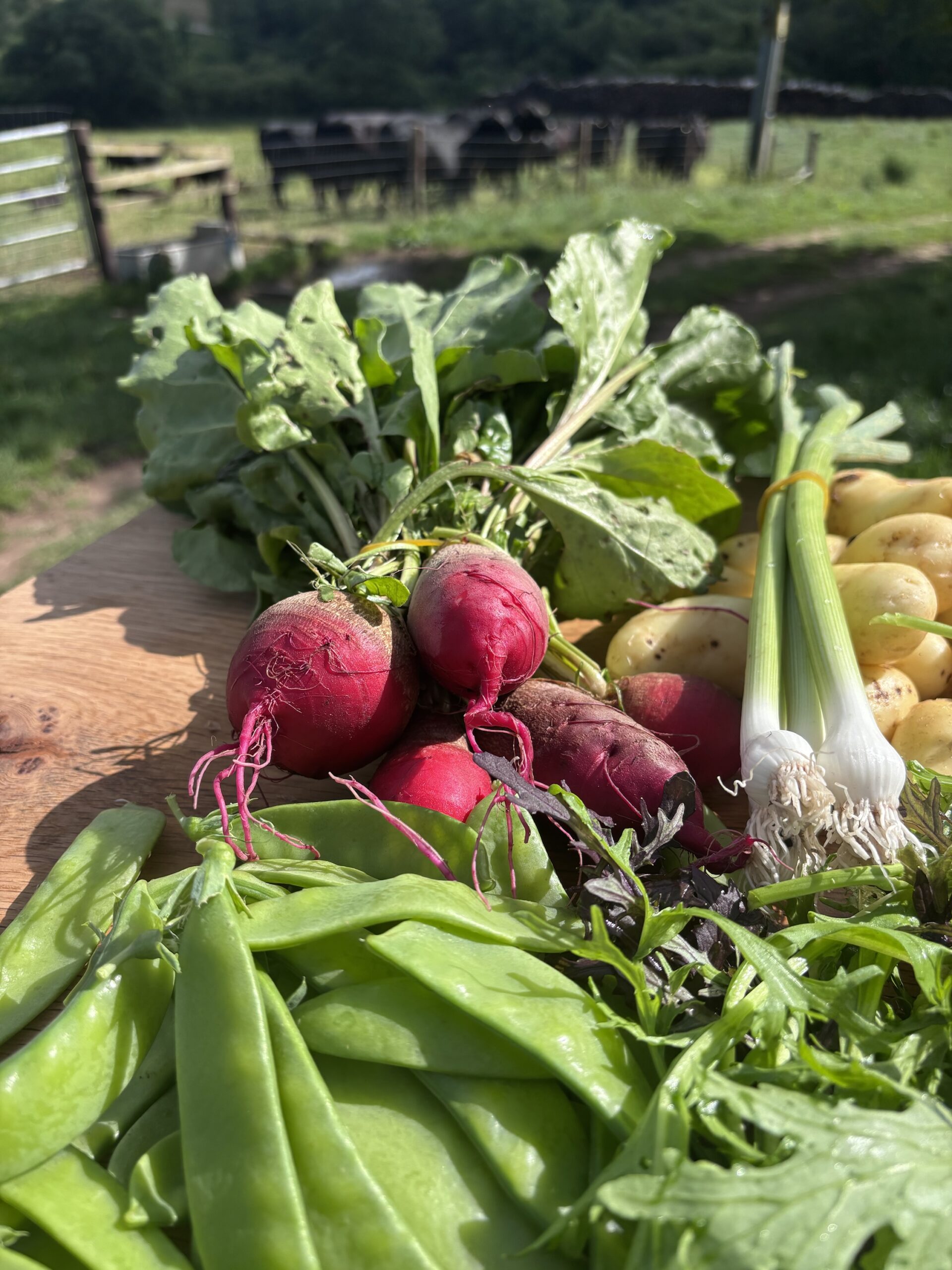 Weekly Veg Box – Fresh, Seasonal, Grown Here - Image 3