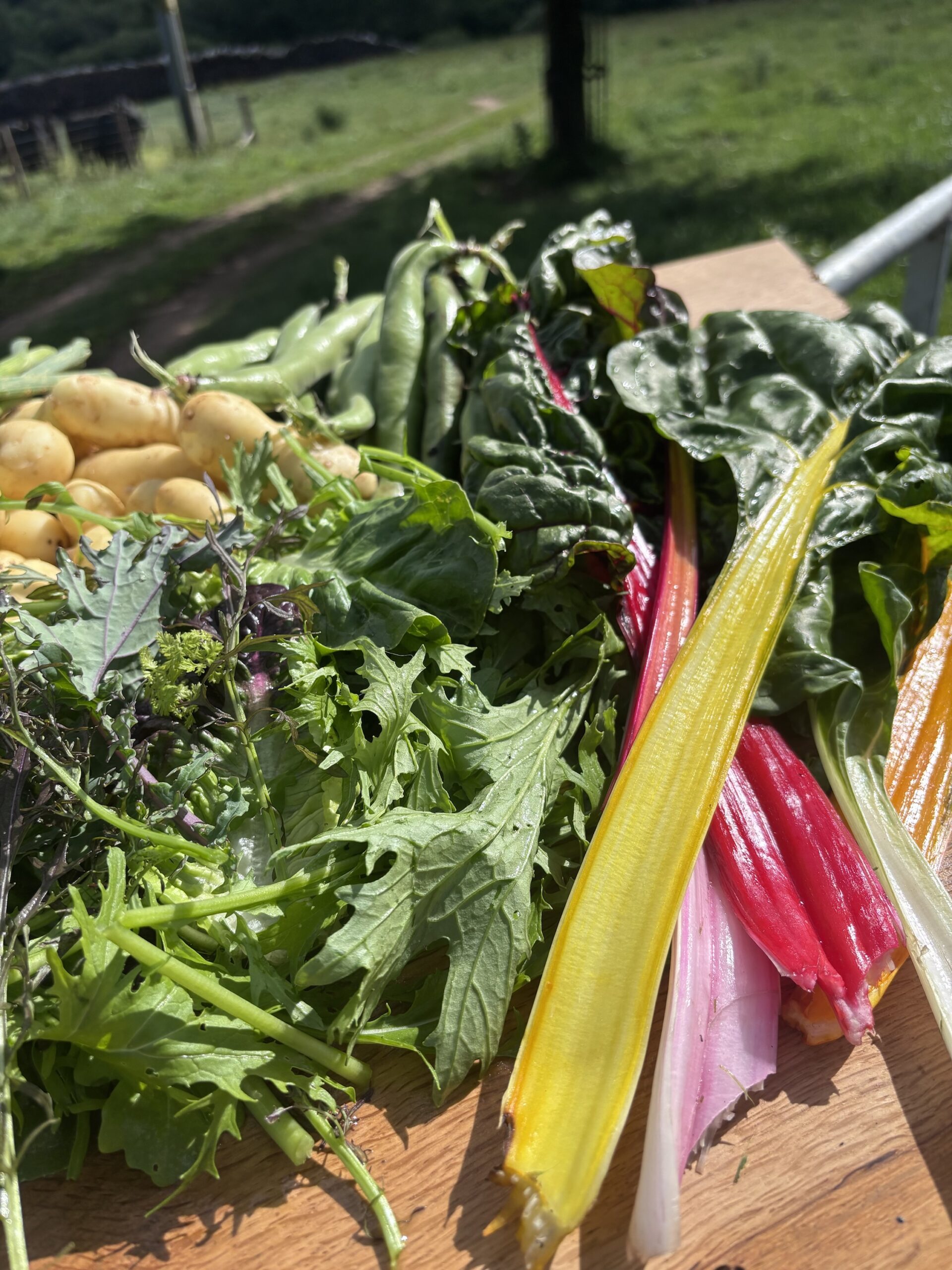 Weekly Veg Box – Fresh, Seasonal, Grown Here - Image 2