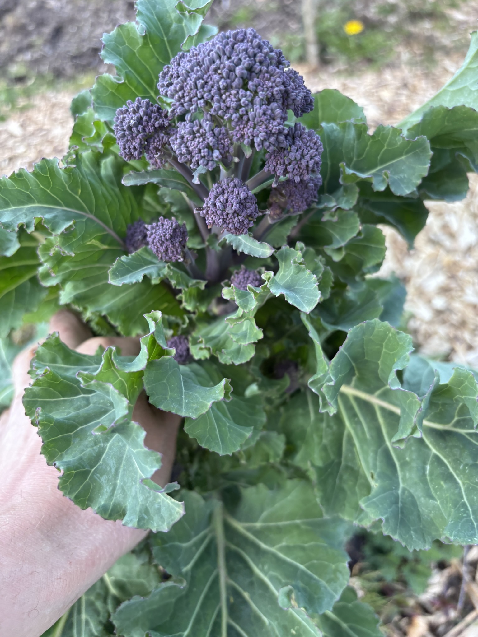Weekly Veg Box – Fresh, Seasonal, Grown Here - Image 6